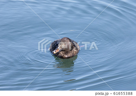 ビロードキンクロ ビロードキンクロ 61655388