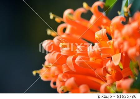 カエンカズラ 61655736