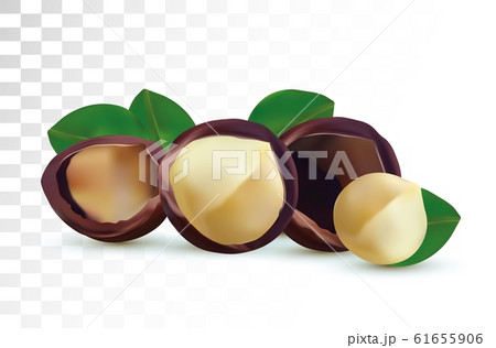 3D realistic macadamia nut isolated on transparent background. Shelled Macadamia nuts with green leaf. Vector illustration. 61655906