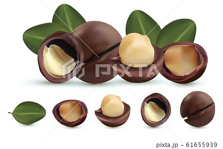 Nuts macadamia isolated on white background. Nuts shelled and unshelled with green leaf. Tasty macadamia nuts. Organic macadamia. Vector illustration. 61655939