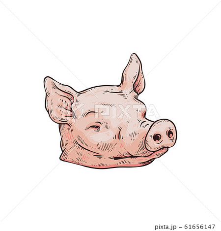 Severed pink pig head isolated on white background Severed pink pig head isolated on white background 61656147