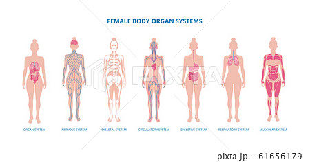 Female body biological infographic set flat vector illustration isolated. 61656179