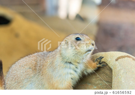 オグロプレーリードッグ 仙台市太白区 オグロプレーリードッグ 仙台市太白区 61656592