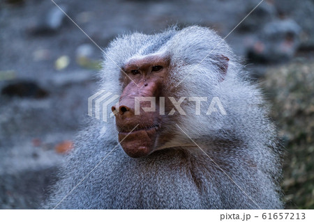 The hamadryas baboon, Papio hamadryas is a species 61657213