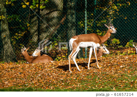 Dama gazelle, Gazella dama mhorr or mhorr gazelle 61657214