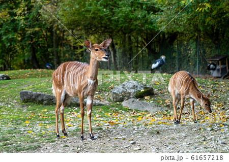 Nyala Antelope - Tragelaphus angasii. Wild life 61657218