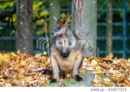 Swamp Wallaby, Wallabia bicolor, is one of the Swamp Wallaby, Wallabia bicolor, is one of the 61657223
