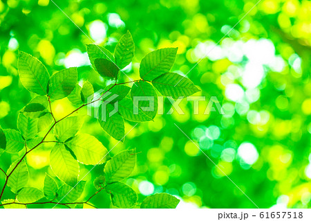 新緑・エコイメージ 61657518