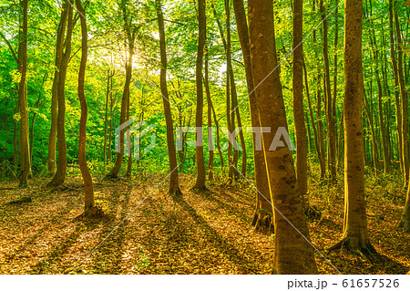 新緑・エコイメージ 61657526