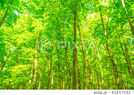 新緑・エコイメージ 61657592