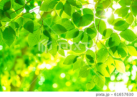 新緑・エコイメージ 61657630