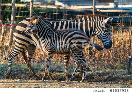 シマウマの親子　仙台市太白区 61657938