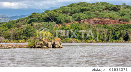 Lake Chamo landscape, Ethiopia Africa 61658071