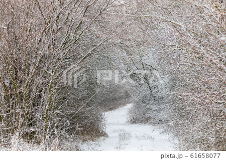 Winter landscape covered with snowfall 61658077