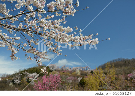 花見山風景 花見山風景 61658127