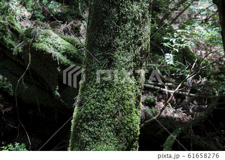 世界遺産の屋久島トレッキング風景 幻想的な屋久杉と苔 世界遺産の屋久島トレッキング風景 幻想的な屋久杉と苔 61658276