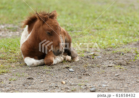 日本の北海道東部・夏、牧場の馬 61658432