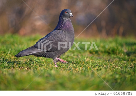Pigeon. Beautiful shot of bird in nature  61659705