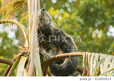 Binturong 61660814