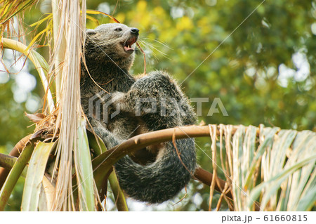 Binturong Binturong 61660815