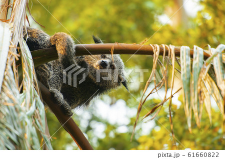 Binturong Binturong 61660822