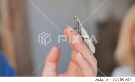 Children examine an insect mantis on a hand. 61660937