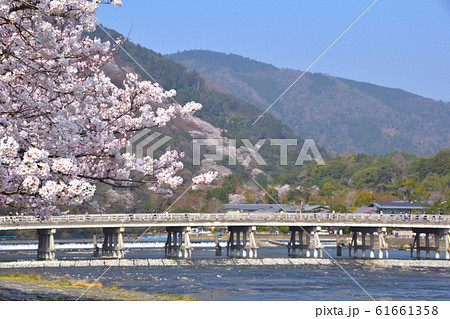 桜景 京都 嵐山 桜景 京都 嵐山 61661358