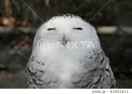 細い目のシロフクロウ 細い目のシロフクロウ 61661621