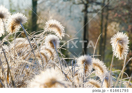 Frozen pennisetum alopecuroides, fountaingrass during cold winter Frozen pennisetum alopecuroides, fountaingrass during cold winter 61661793