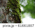 木のコケ 61661807