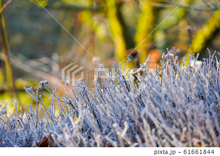 Close up of frozen plant on a winter morning in frost and sunlight of a garden Close up of frozen plant on a winter morning in frost and sunlight of a garden 61661844