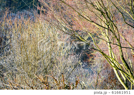A landscape view on a winter morning in frost and sunlight of a garden. A landscape view on a winter morning in frost and sunlight of a garden. 61661951