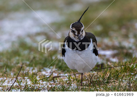 Lapwing (Vanellus vanellus) 61661969