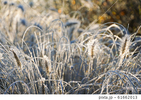 Frozen pennisetum alopecuroides, fountaingrass during cold winter Frozen pennisetum alopecuroides, fountaingrass during cold winter 61662013