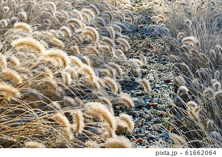 Frozen pennisetum alopecuroides, fountaingrass during cold winter Frozen pennisetum alopecuroides, fountaingrass during cold winter 61662064