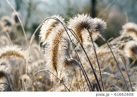 Frozen pennisetum alopecuroides, fountaingrass during cold winter 61662608