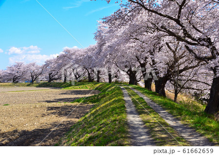 桜景　藤田川　河畔 61662659