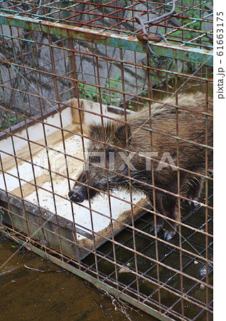 捕獲された子どもイノシシ 61663175