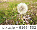 たんぽぽの綿毛 61664532