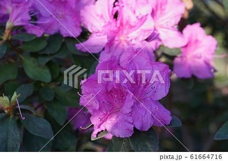 Blooming azaleas in the botanical garden Blooming azaleas in the botanical garden 61664716