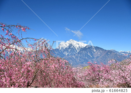 北杜市武川町、枝垂桜と甲斐駒 61664825