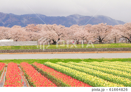Tulips and cherry blossom trees or sakura  with 61664826