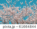 Beautiful cherry blossom sakura in spring time 61664844