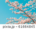 Beautiful cherry blossom sakura in spring time 61664845