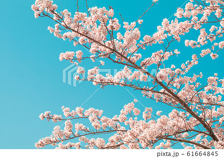 Beautiful cherry blossom sakura in spring time 61664845