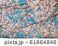 Beautiful cherry blossom sakura in spring time 61664846