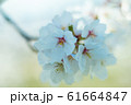 Beautiful cherry blossom sakura in spring time  in 61664847