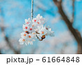 Beautiful cherry blossom sakura in spring time  in 61664848