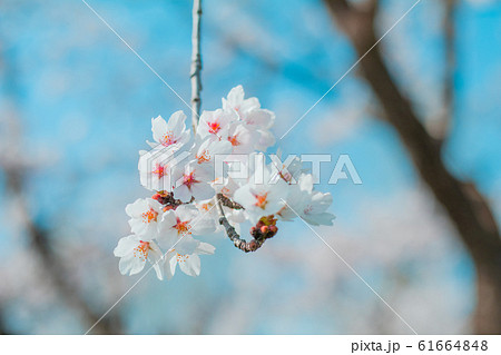 Beautiful cherry blossom sakura in spring time in Beautiful cherry blossom sakura in spring time in 61664848
