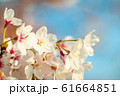 Beautiful cherry blossom or sakura in spring time 61664851